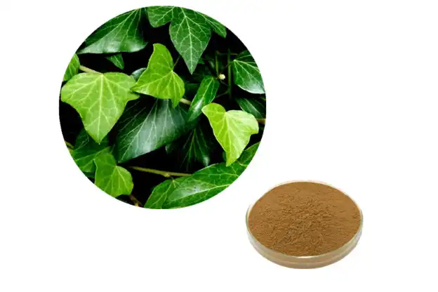 How Does Ivy Extract Powder Thin Mucus Effectively?